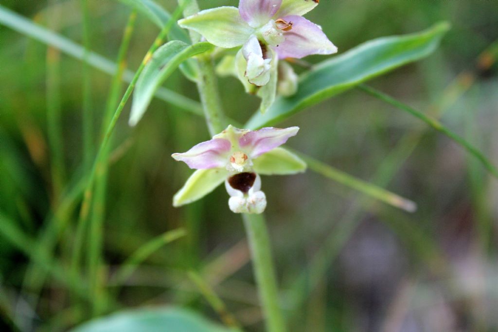 Epipactis helleborine